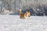 CORGI PEMBROKE 943